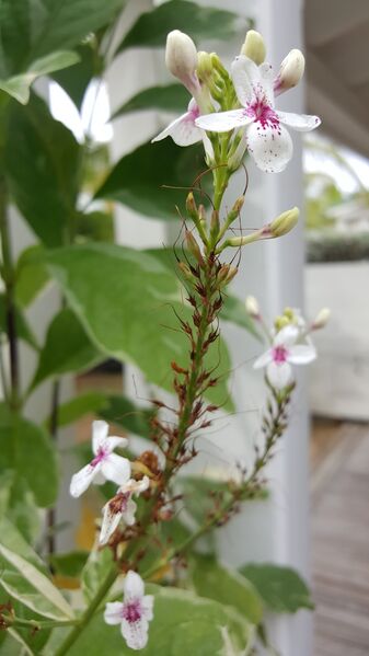 File:20160701 170553.jpg