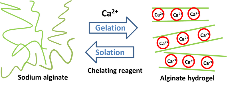 File:Alginate-gel 2.png