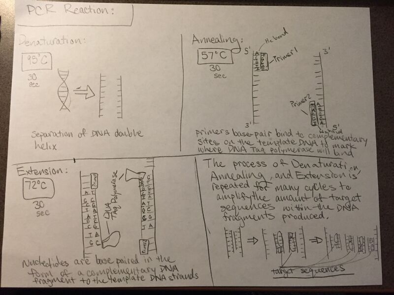 File:BME100PCR IZ.JPG