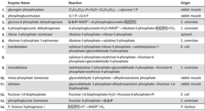 File:Enzymes7.jpg