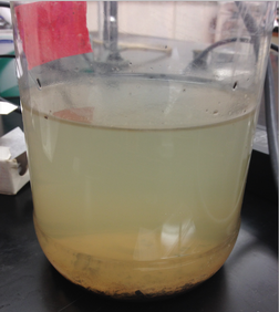 Image of Hay Infusion Culture