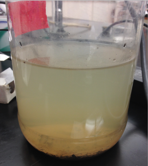 Image of Hay Infusion Culture