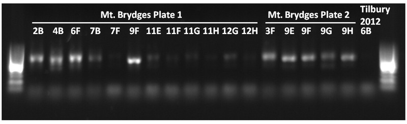 File:Nov9,2012Gel.tif