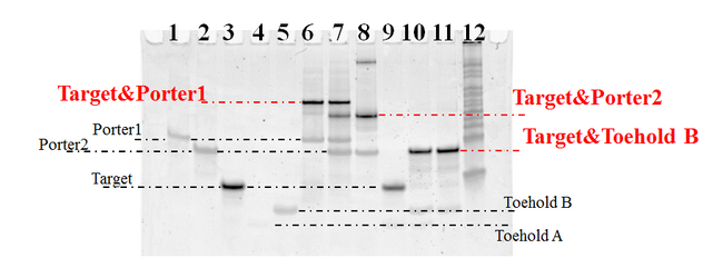 this is Electrophpresis