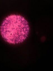 File:Rsz 1rsz 1img 0292.jpg