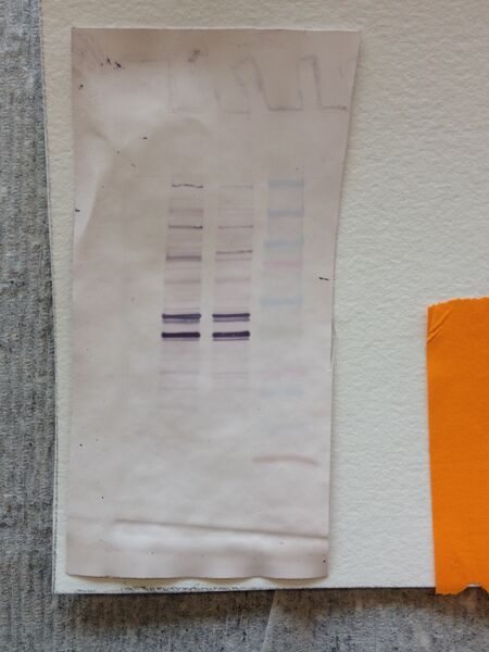 File:S14 M2D4 WF-Org.JPG