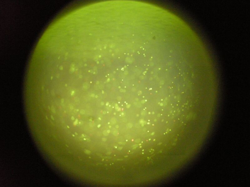 File:TR Red Orange 2uM 1 1.jpg