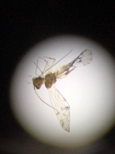 File:12695398 10208557964212259 1534442659 o.jpg