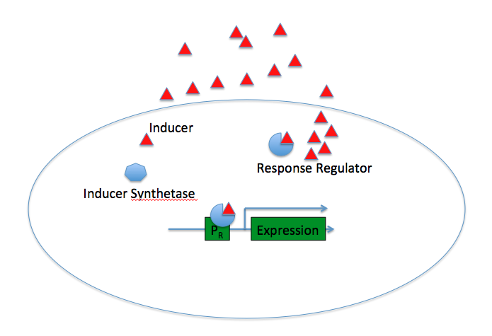 Gram-negative QS System - ON