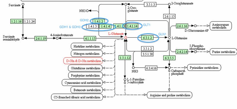 File:KEGG Pathway edit.jpg
