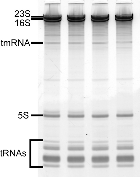 File:SDM RNA1.tif