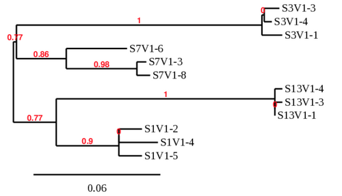 Phylogenetic tree