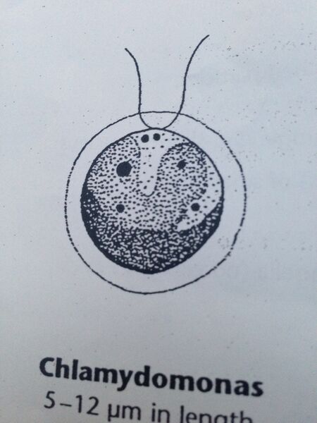 File:ChlamydomonasDEF.JPG