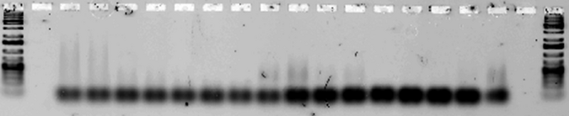 File:Experiment2-3 ribbons4+5.png