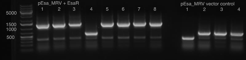 File:15.07.23 top gel.tiff