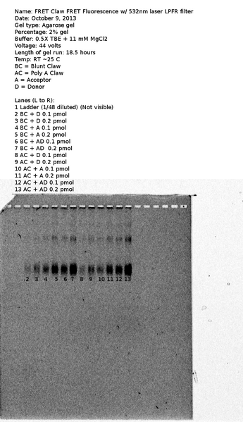 File:1a ch1 FRET.tif