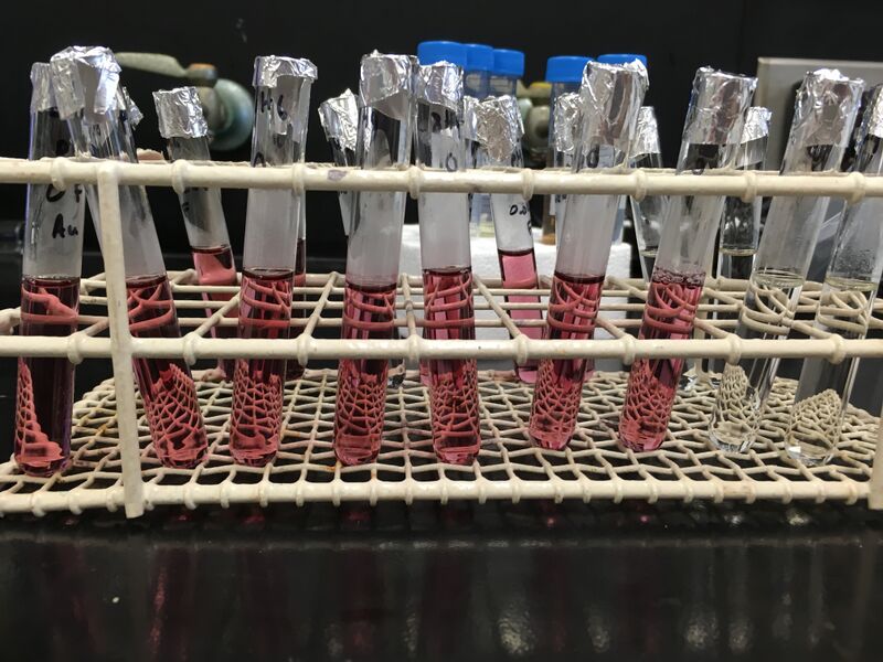 File:20160831 mrh BSAAuNP.JPG