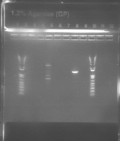 File:726arapcregel.jpg-px240