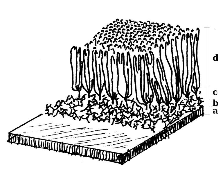 File:Cell wall diagram.png