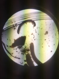 Figure 5.2. Picture of the Sample