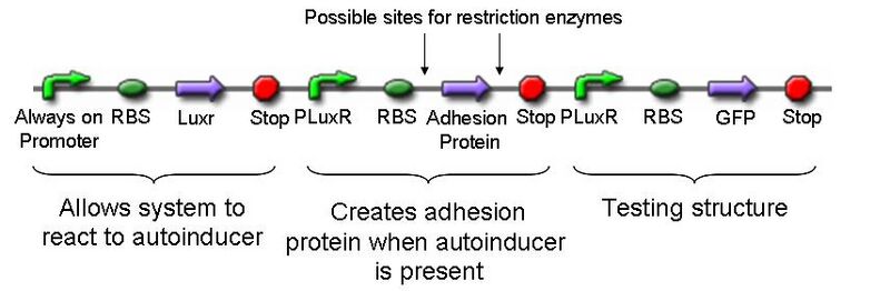 File:Inducible Cellular Adhesion Gene.JPG