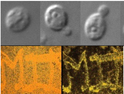 S. cerevisiae shown budding (top) and bound to CdS (bottom)