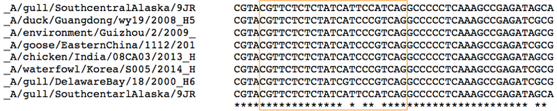 File:S15 M1D2 WF PM Purple-ForwardPrimer.jpg