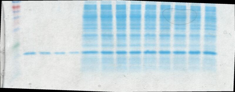 File:AP05-177-1 SDS Sherb.jpg