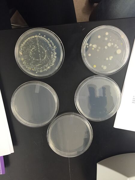 File:Agarplates.JPG