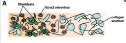Figure 3.Cellular migration using different scaffolds [3]