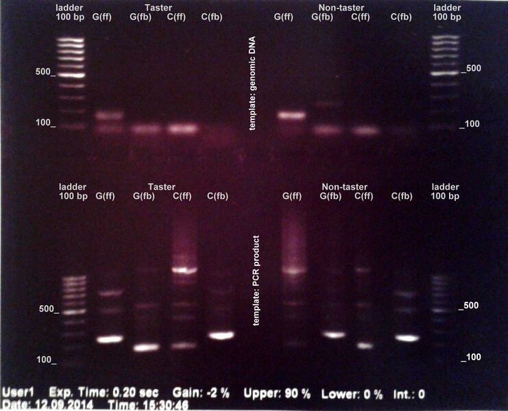 File:Electrophoresis GA 12.09.jpg