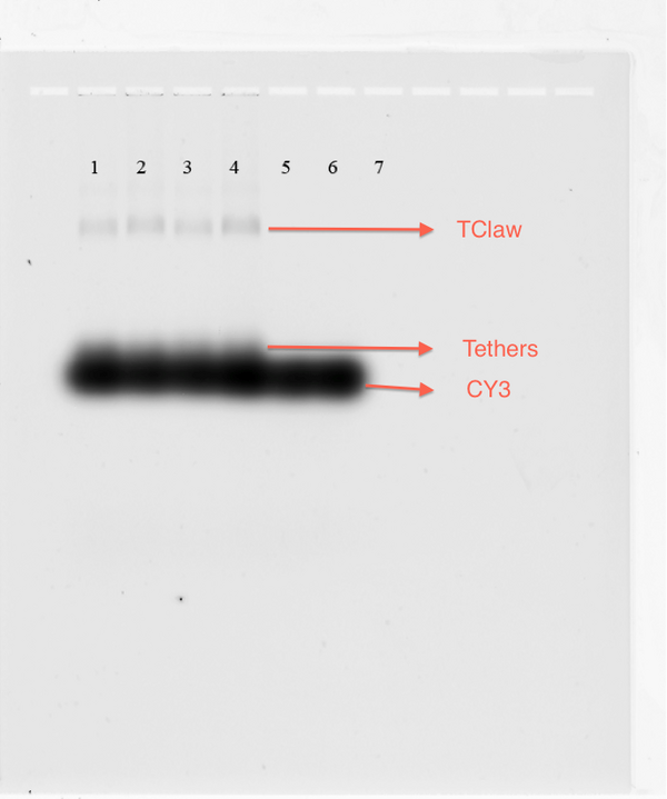 Figure 19-TClaw and CY3 pre-Sybr Gel