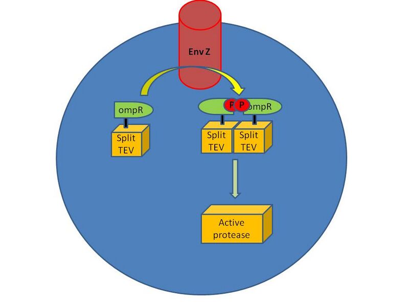 File:OmpR system pic.jpg
