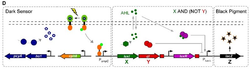 File:S11-M2 Edge-Detector-Circuit.jpg
