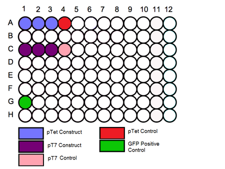 In vitro Testing 96 well plate