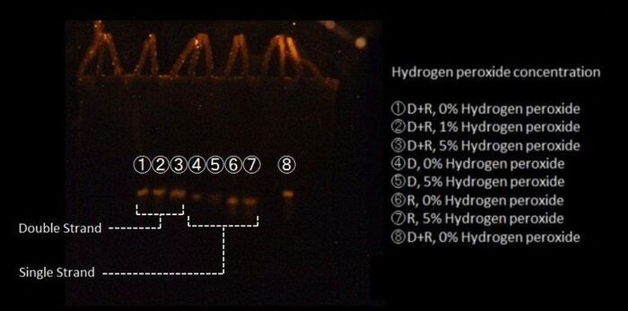 Electrophoresis