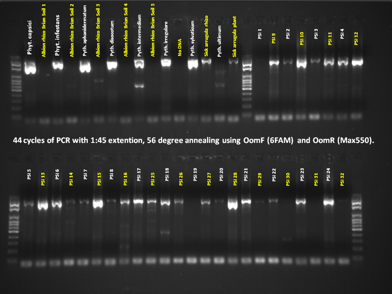 File:July 18,2013Gel.tif