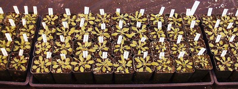 File:PBG289DipTet A Word.jpg