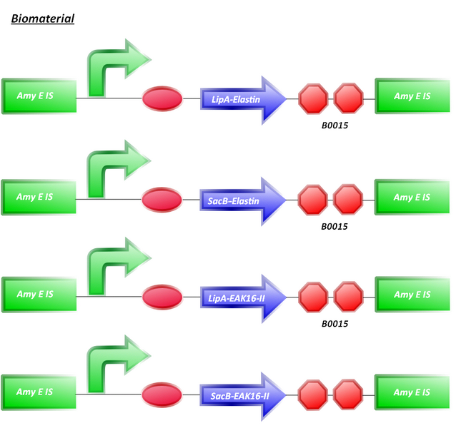 File:Phase 2 -biomaterial.PNG
