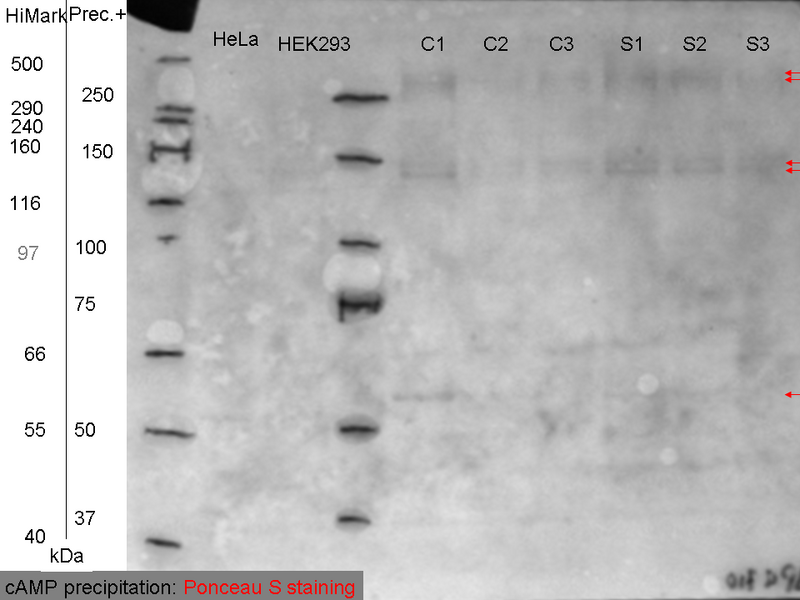 File:09072010 Ponceau.png