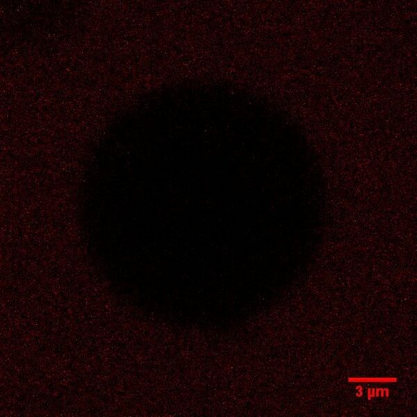 File:BM12 nanosaurs 8microl single controlSB.jpg