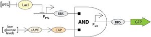 AND gate logic gene toggle switch. IPTG and low glucose levels conditions must be met in order for GFP production