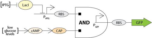 AND gate logic gene toggle switch. IPTG and low glucose levels conditions must be met in order for GFP production