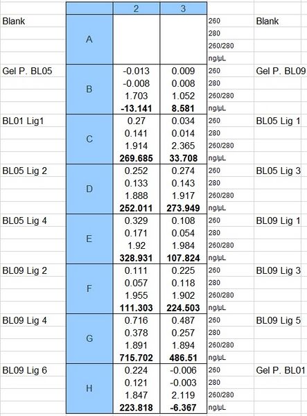 File:Bl01,5,9 gel p conc.jpg