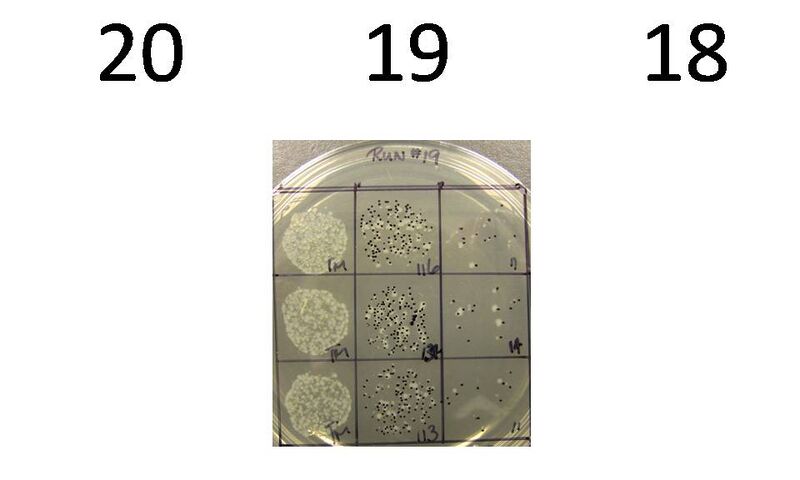 File:Colony 181920.jpg