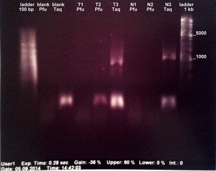 File:Electrophoresis GA 05.09.jpg