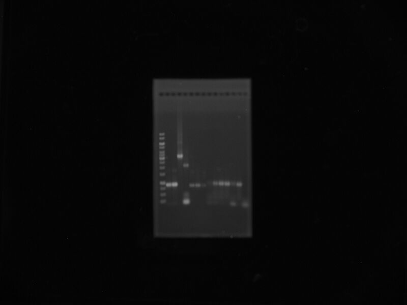 File:LovTAP CcaS LuxY LigaciónLOVandPROM PCRcolony.jpg