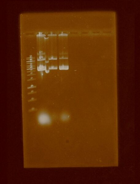 File:Pato 30 jun 2011.JPG