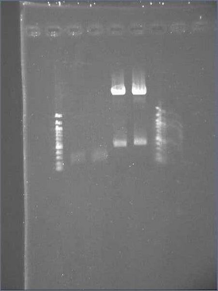 File:Cam2008gel5.jpg