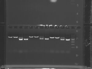 Blue group gel (lower)